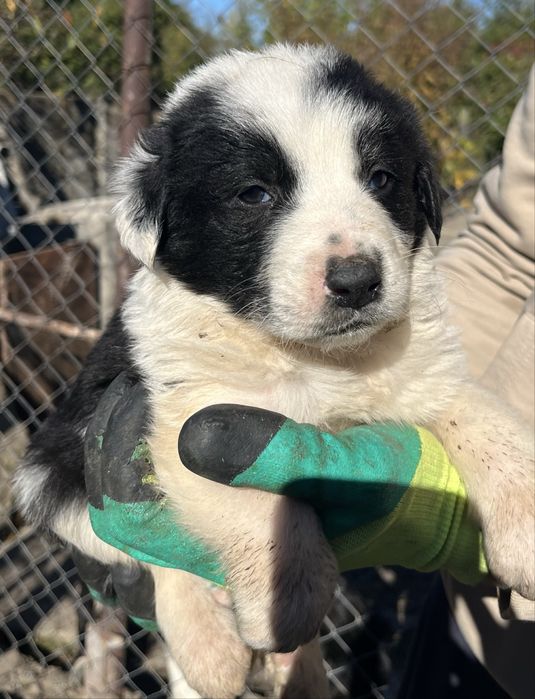 Catei ciobănesti pui