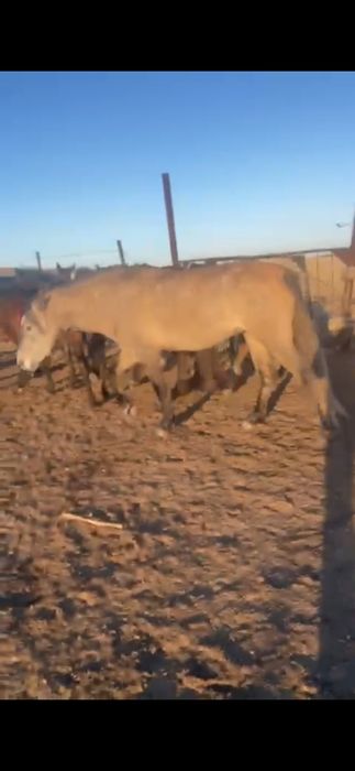 Екы бие быреуы жабагысымен