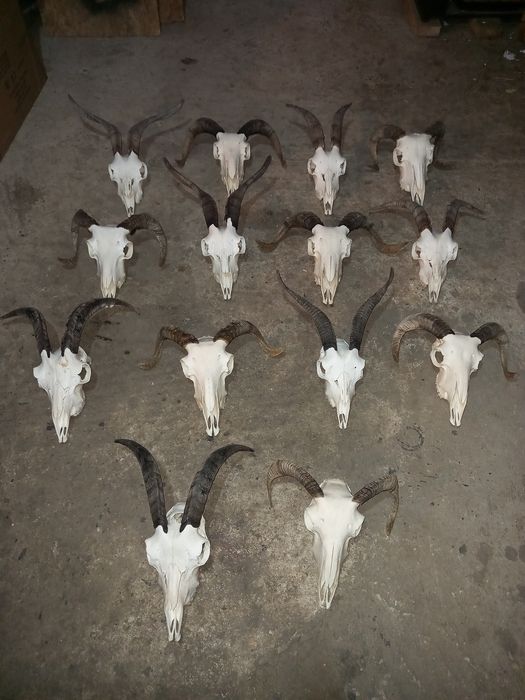 Decorațiuni cabane cranii terase