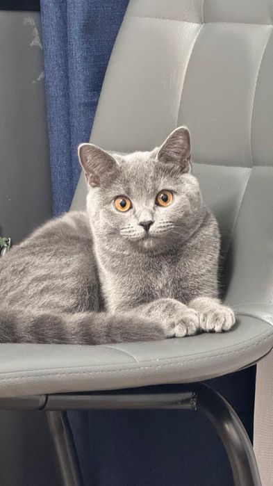 Котята британские