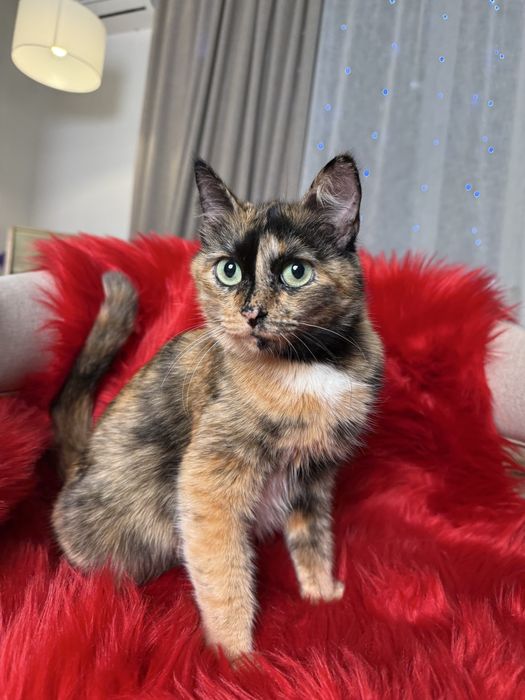 Кошка ТИФФАНИ ищет семью. Стерилизована