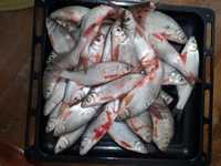 Балык fish рыба шт 100,200