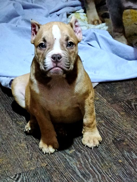 Малыши Американской  булли в типе Покет с мощным костяком