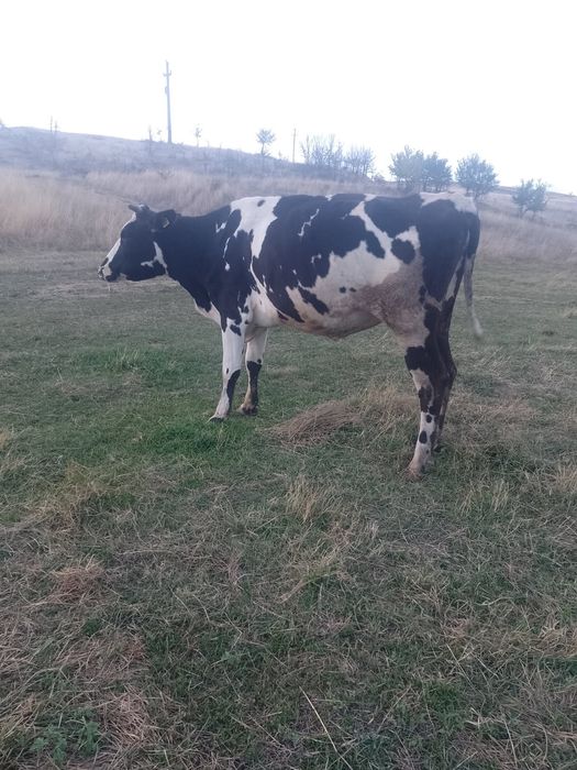 Vând vaca.     Tânără