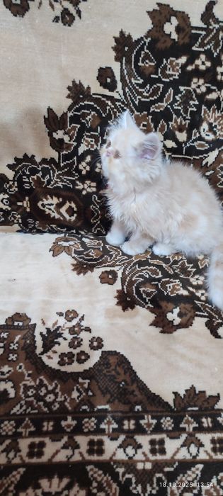 Продается  котенок . 600.000сум.