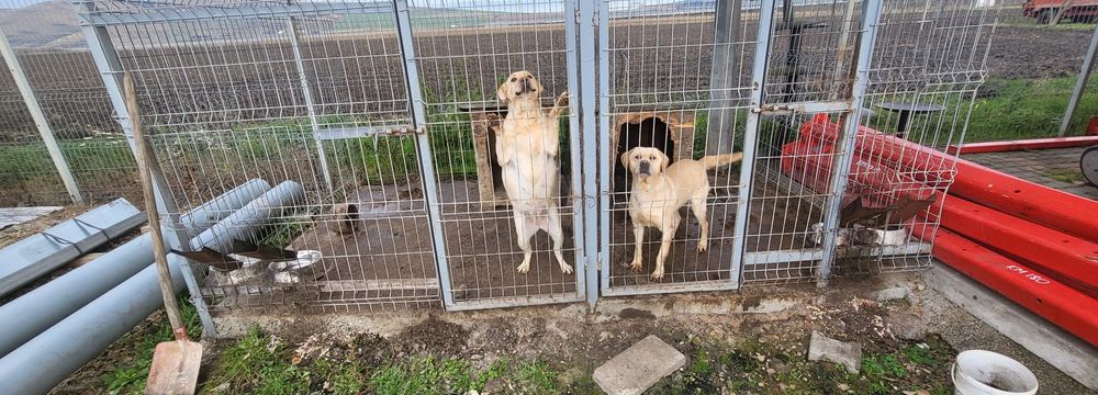 Donez doi  Labradori