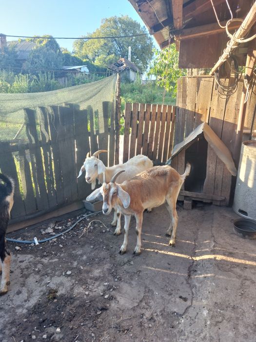 Vind capre și țap angocolumbian