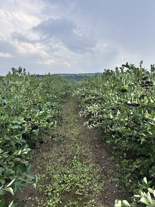 Butasi aronia (radacini foarte puternic dezvoltate)