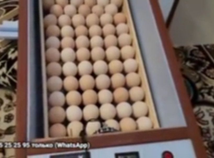 Inkubatori avtomat  70talik