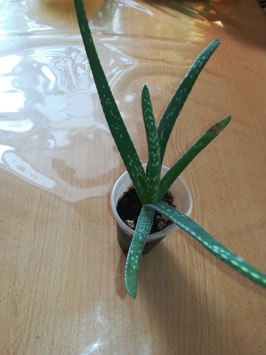 Алоэ вера  500 тг.