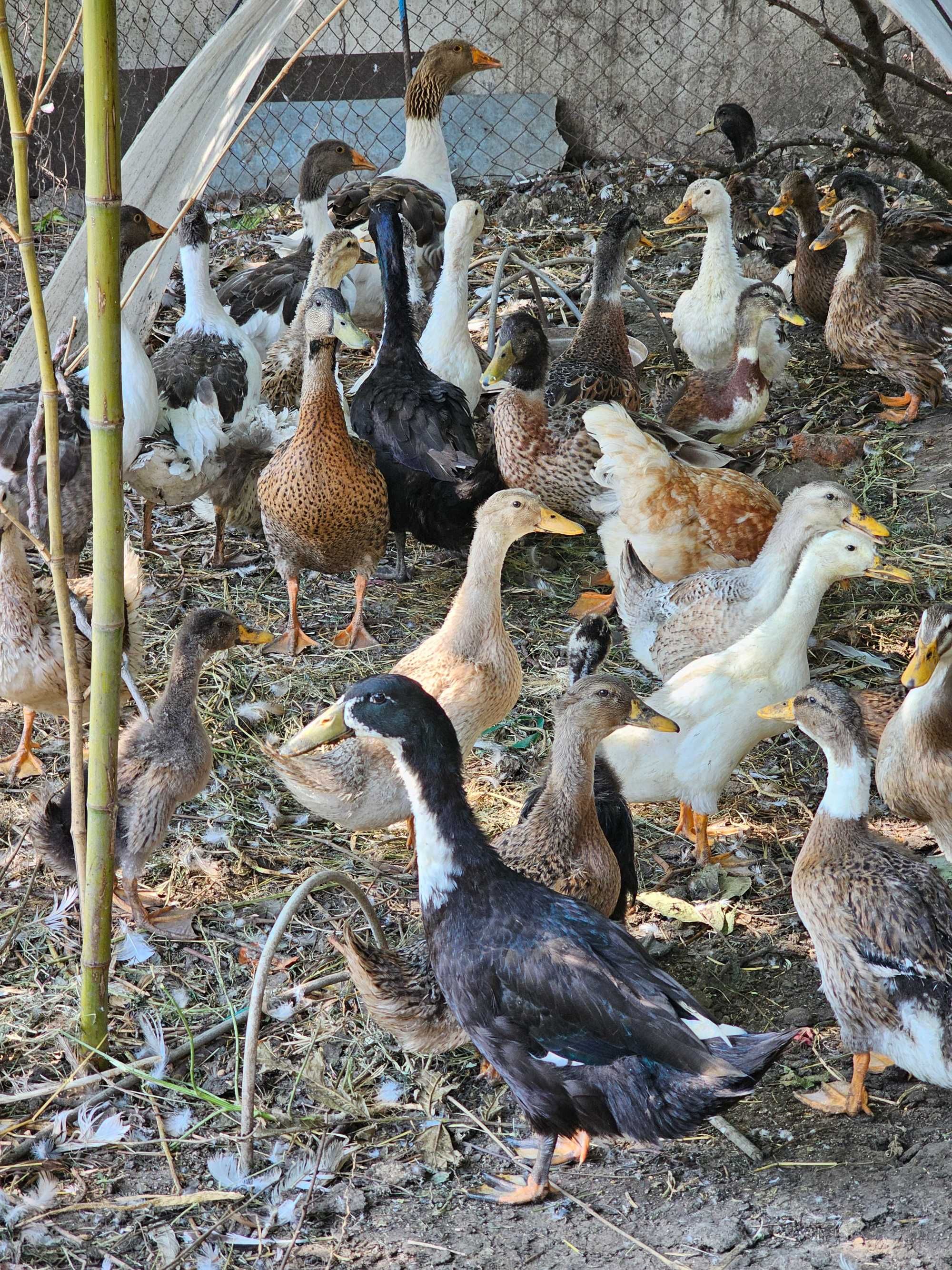Продавам гъски, патици и пилета.