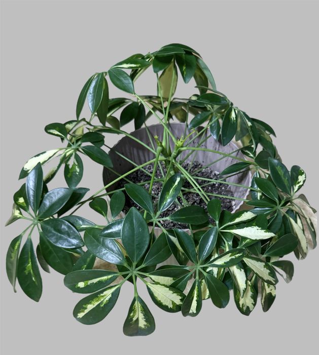 Шефлера вариегатная Герда