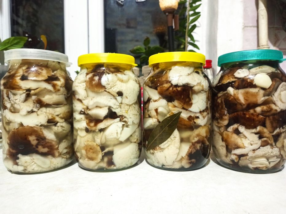 Продам маринованные валуи этого года