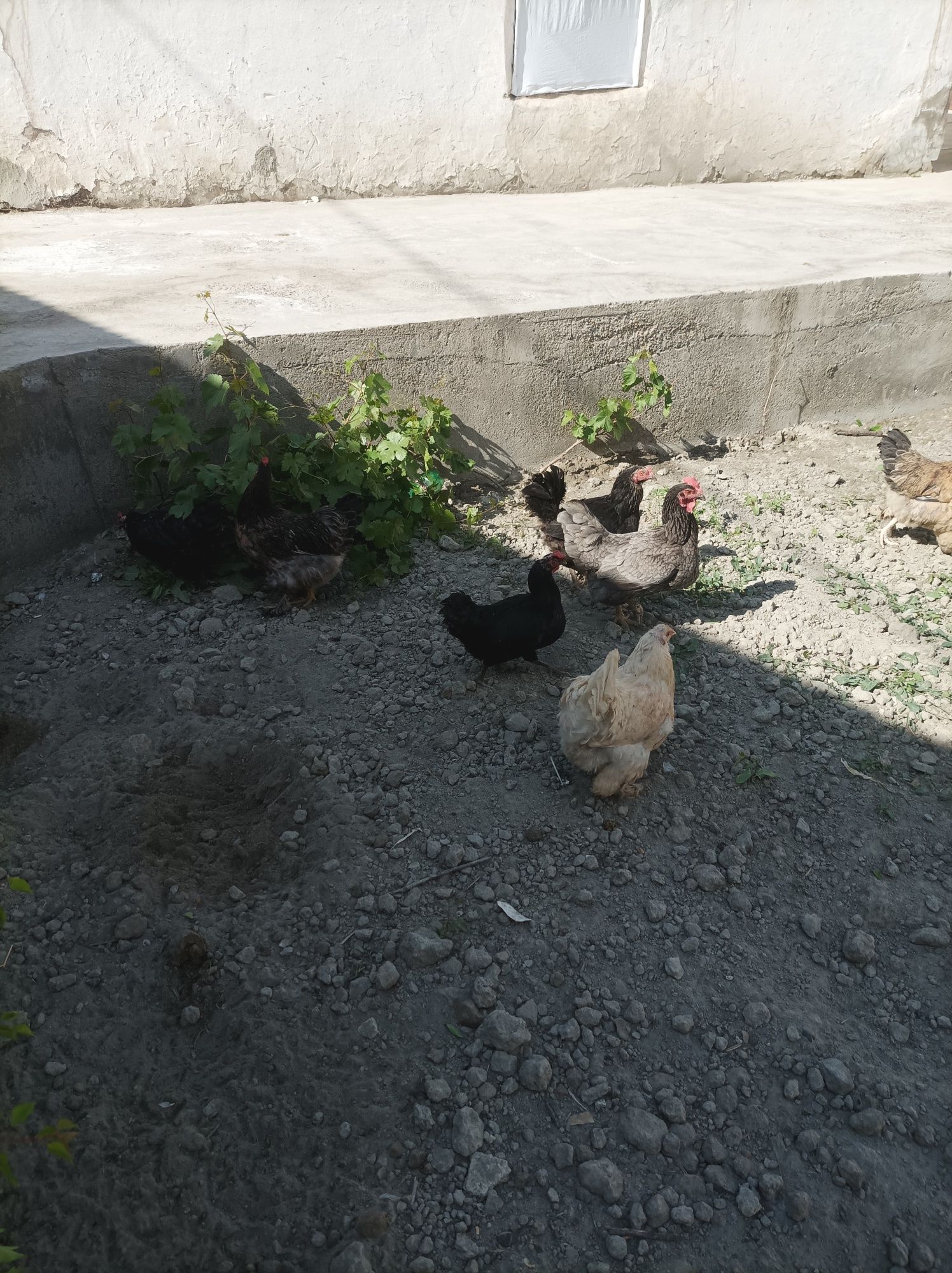 Xo'roz tovuqlar sotiladi xammasi bir biridan chiroyli