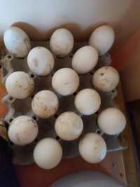 Oua gâscă pentru incubat sau consum