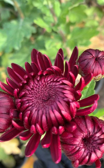 Хризантема Bigoudi (Бигуди) Purple, кусты для посадки в горшках