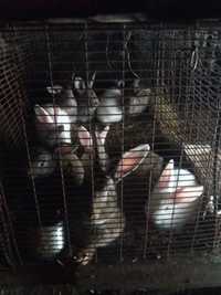 Кролики  от 2000 тг.