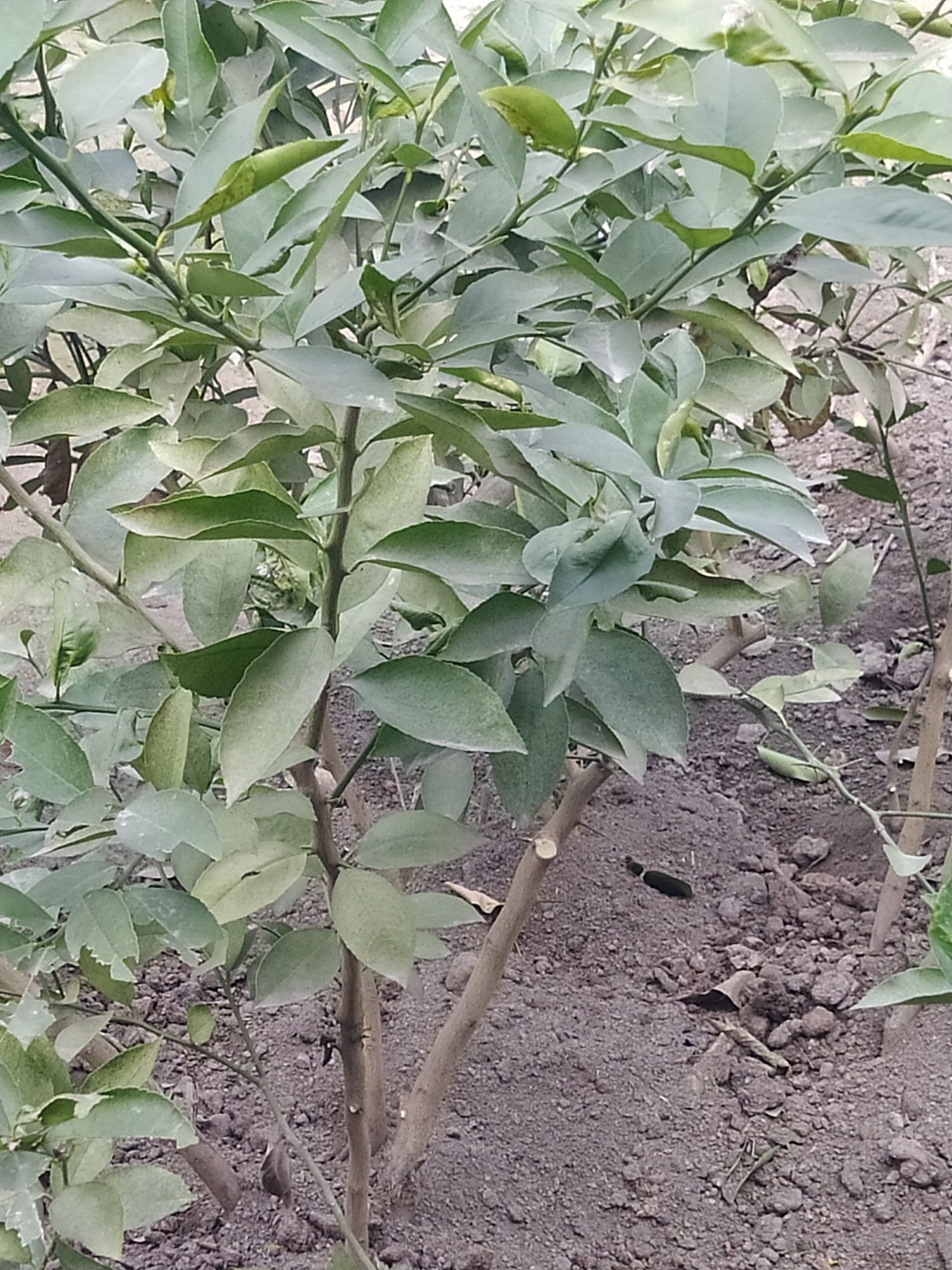 Limon ko'chatlari ishonchli