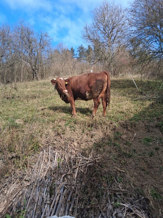 Vând vaca tanara