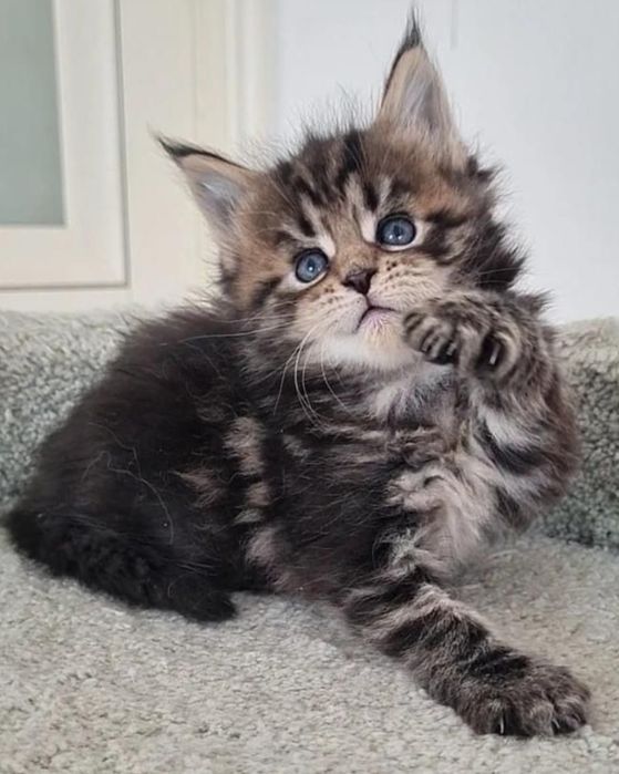 Norvegian de pădure