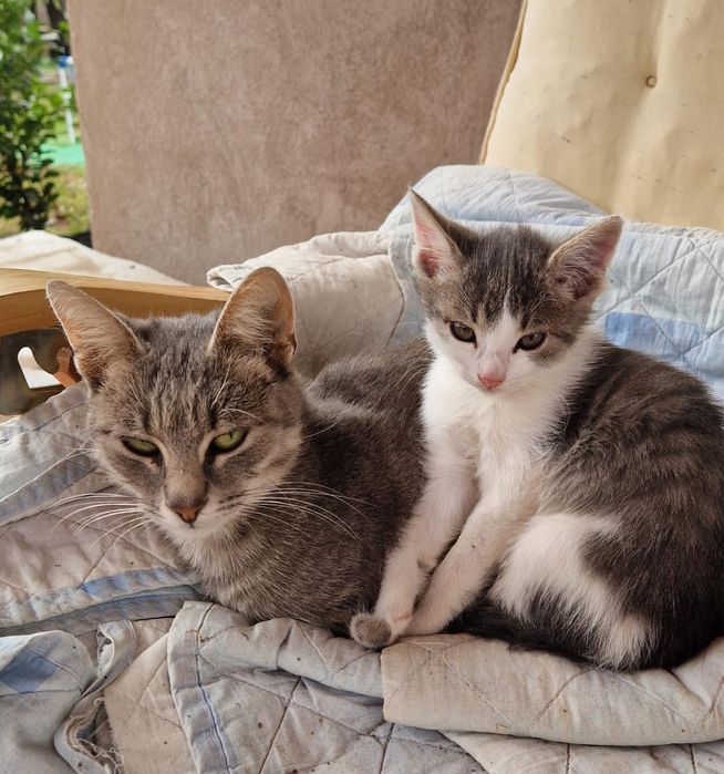 Pisica spre adoptie