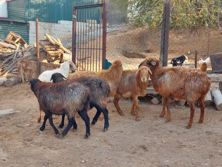 Қойлар  жеп тұрған бойдақ сатылады