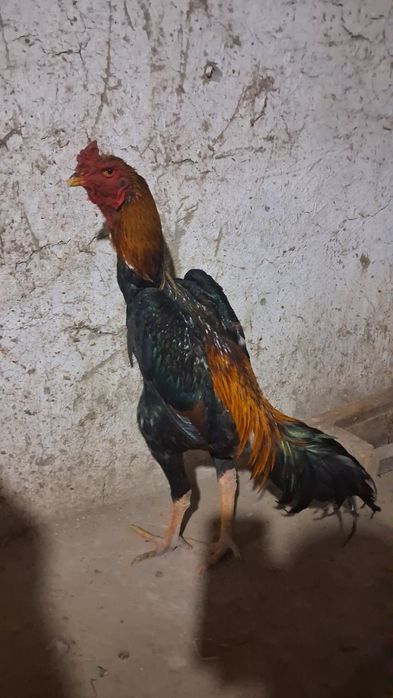 Dakan xoroz sotiladi