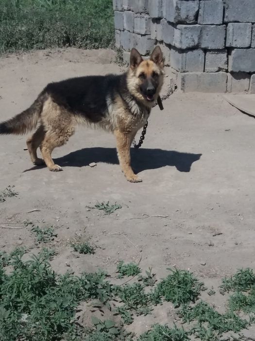 Отдам бесплатно овчарки но не чистый