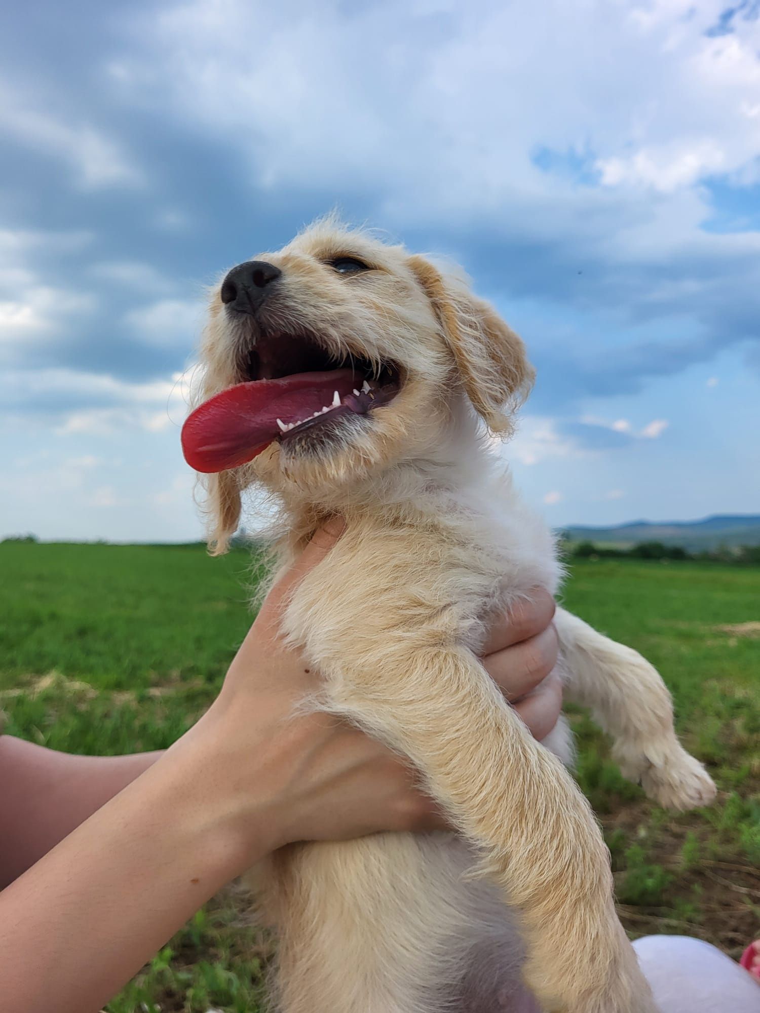 Căței de talie mica