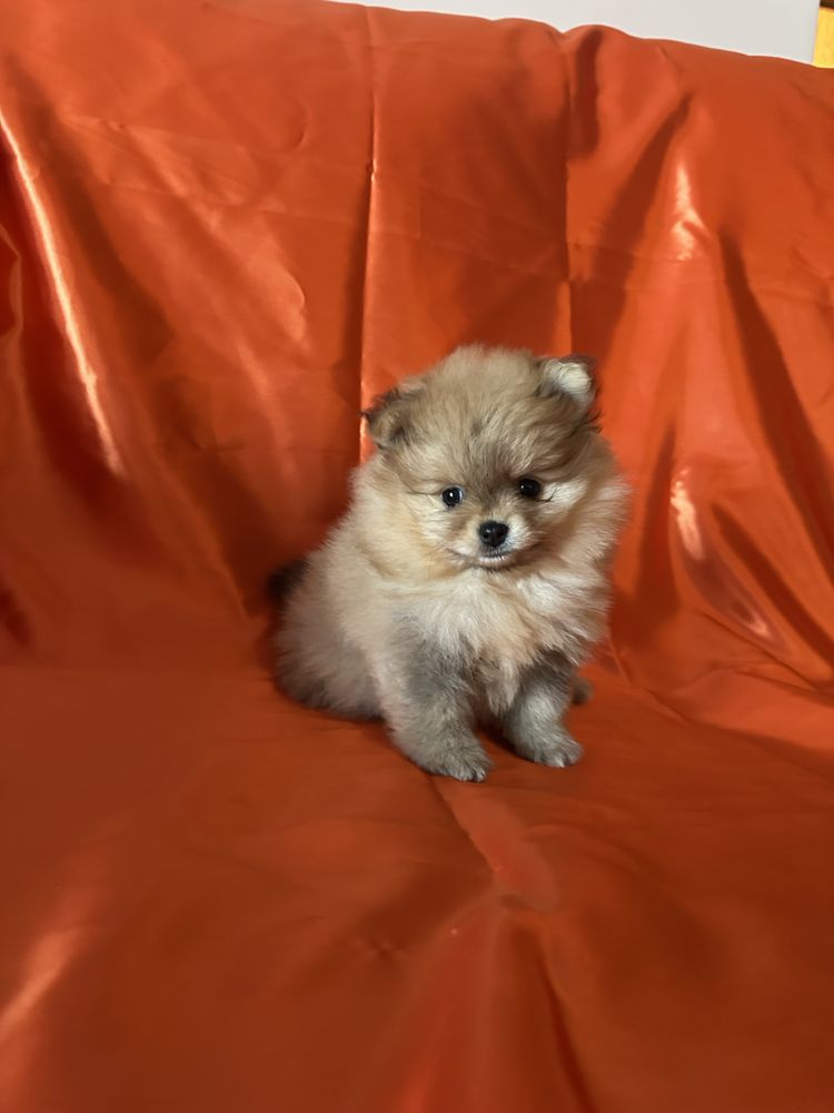 Fetiță pomeranian cu pedigree fci