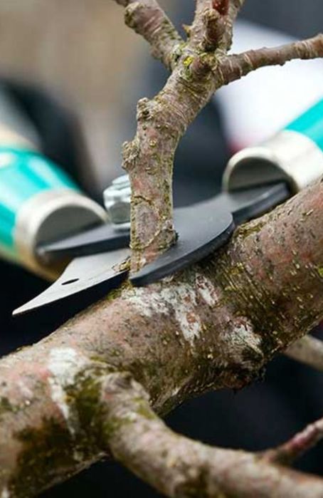 *TUNDERE/Taiere/Toaletare Pomi - Viță De Vie*