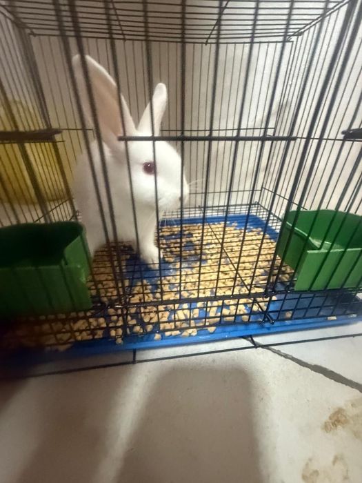 Продам  кролика срочно
