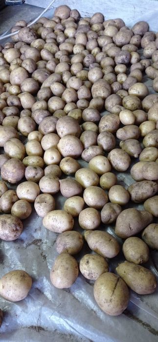 Продам картофель