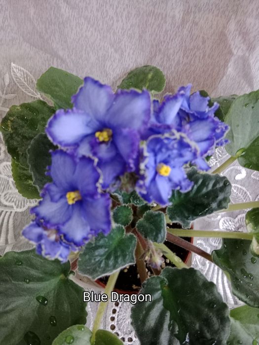 Фиалки сортовые цветущие