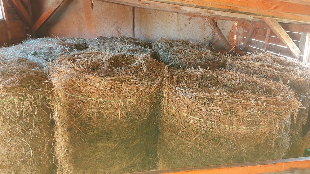 Baloti de lucerna si otrava