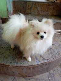 Baiat Pomeranian 05.2023/Pedegree