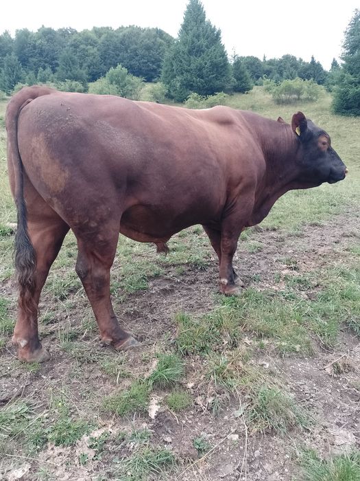 Tăurași de angus cu origine