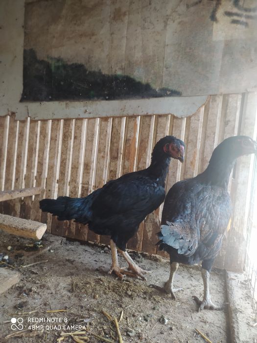 Dakan tovuqla sotiladi