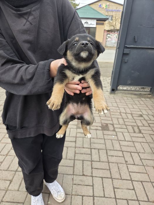 Отдам щенят в добрые руки