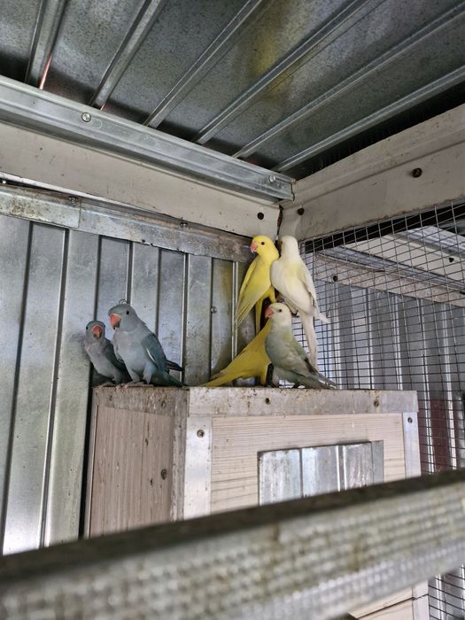 De vanzare pui Micul Alexandru