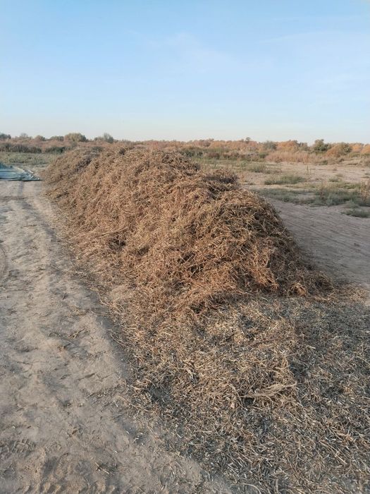 Ассалаума аликум Маш пакалы хамде кауыгы бар таза шаны жок