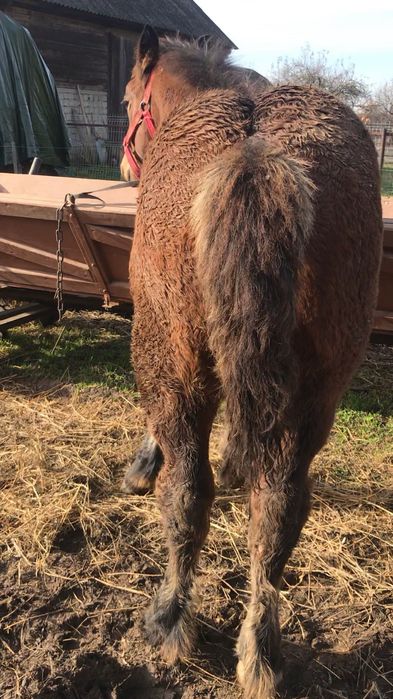 mânz de 5 luni de vanzare