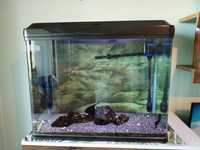 Оборудван аквариум с риби