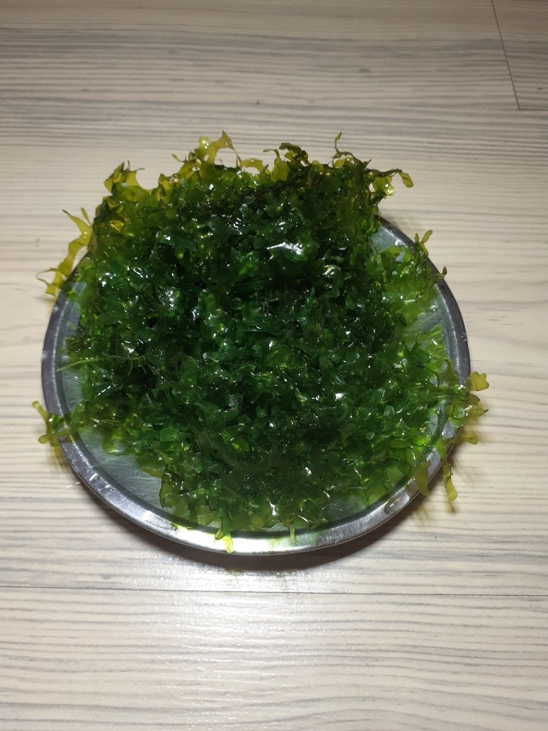 Subwassertang moss plante acvariu