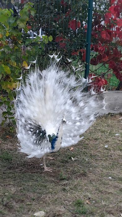 Свободни пауни  сребърни Арлекини  Бели  индийски  обикновени