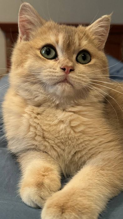 Британский котенок золотая шиншила   ау11