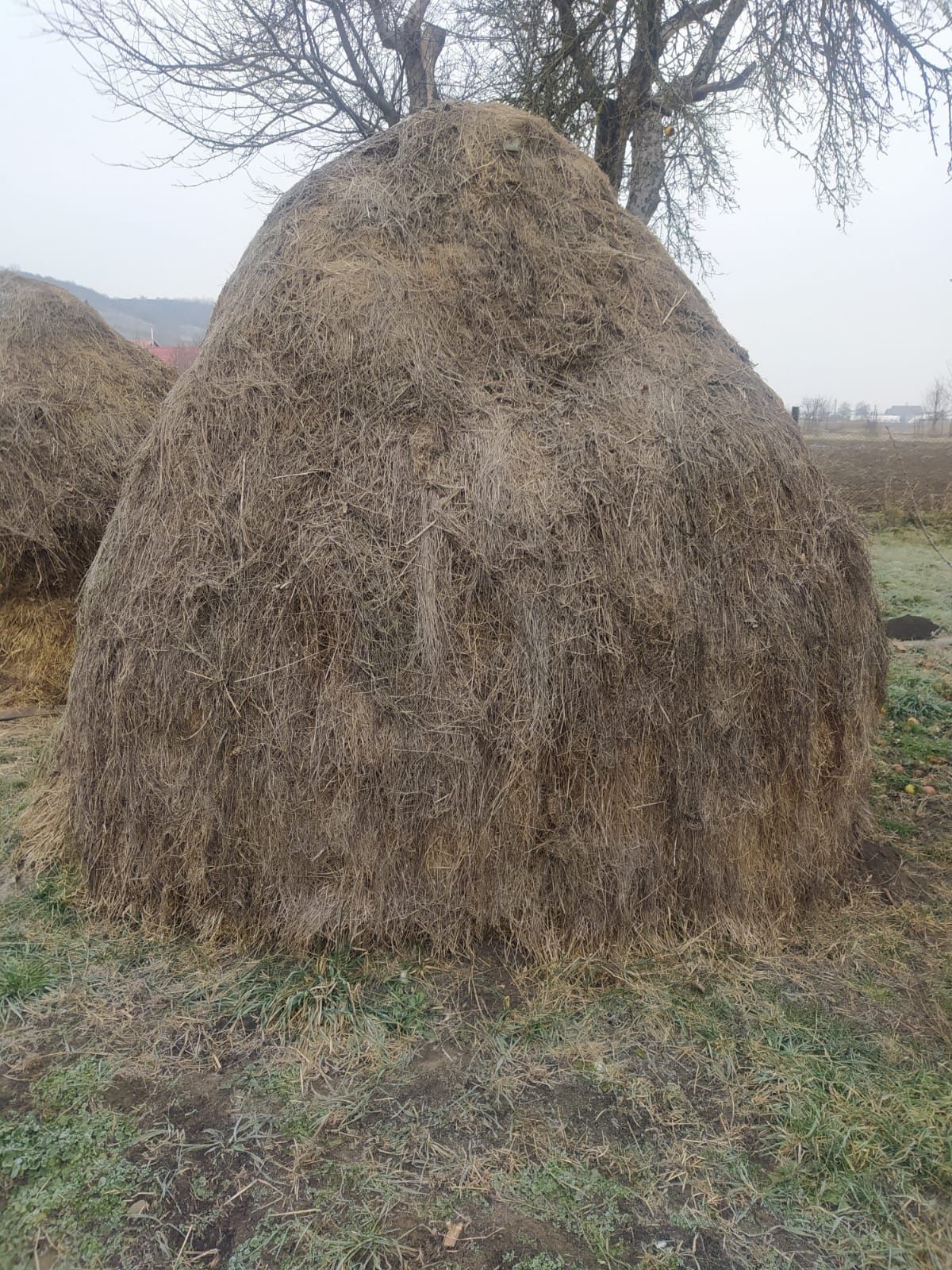 Fân de vânzare.,