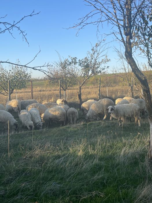 Oi turcane si carabase