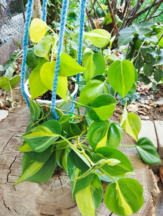 Филодендрон бразил