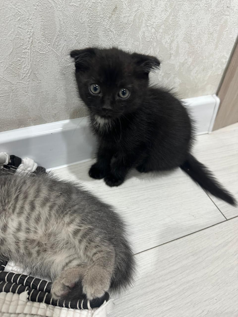 .отдам котят в добрые руки